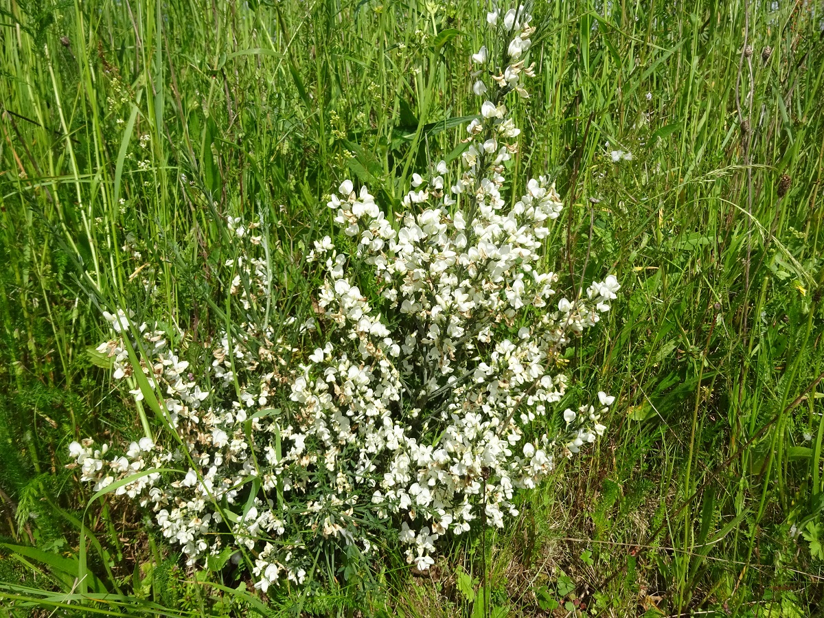 Cytisus multiflorus (Fabaceae)
